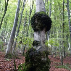 Waldbaden mit „Babs“