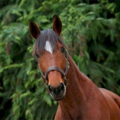Reitferien auf Leutstettenern