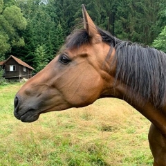 Reitferien auf Leutstettenern