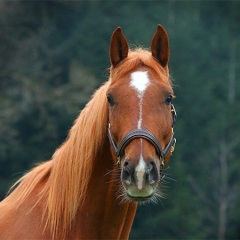 Reitferien auf Leutstettenern