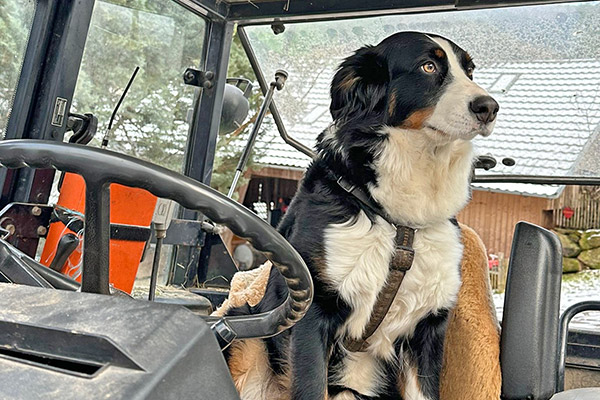 Unsere Hofhündin Maila