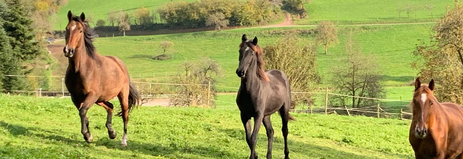 Pferde auf der Weide