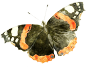Schmetterling