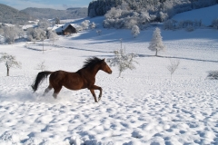 k-Winterbilder-haupts.-Pferde-27.11.2010-113